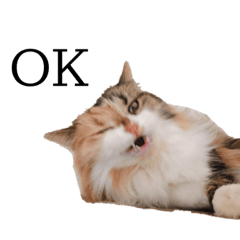 c_20210606000010