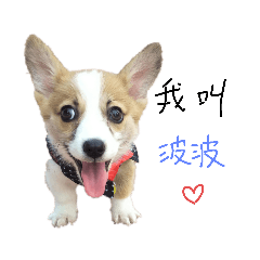 柯基波波的生活日常