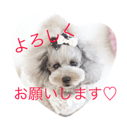 toypoodle -Non2