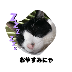 Cats4sleep