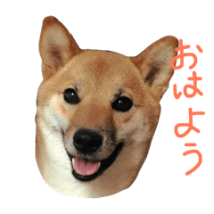 cute shibainu kinako