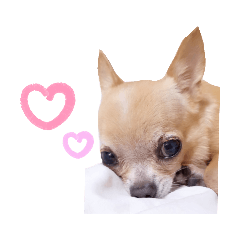 Cherry_20210605201112