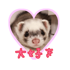 ferret futan