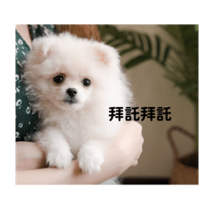博美娜比表情包2