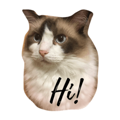 Louis ragdoll