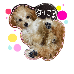 WhitePoodle