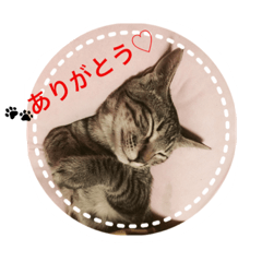 cat stamps3(name Tora)