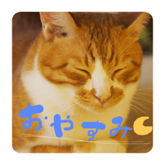 cat stamp(taki)