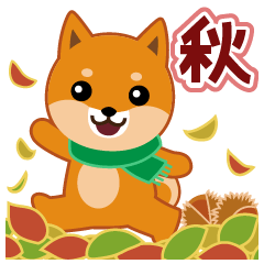 Shiba dog "MUSASHI" 14 Autumn