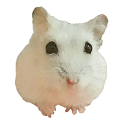 Doremi Hamster