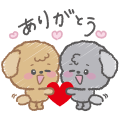 Beige and gray toy poodle