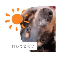 Suzu_20210606113755