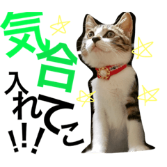 sabaneko_riosan