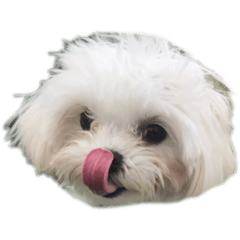 Koron_Maltese_dog