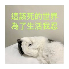 林家喵喵日常
