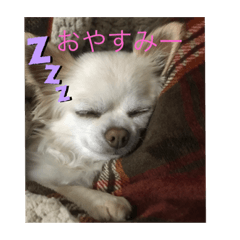 ringo_20210606194501