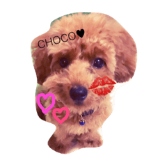 CHOCOapricot