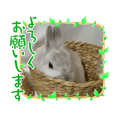 White rabbit cocoa_20210606221607
