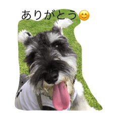 POPEYE@ Miniature Schnauzer