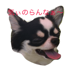 Chihuahua_maro