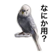 bird name is TOFU