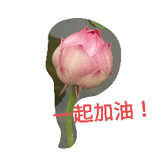 含苞蓮花
