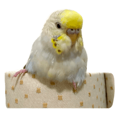 謝牛奶、林啾啾、謝taro