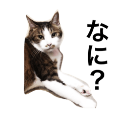 the cat name is NYA-KICHI&KURO1.2