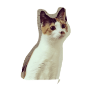Cat feelings Direct