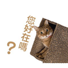 鏟屎官與貓的對話