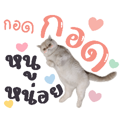 KhaoKhua : One face little Girl Cat V.2