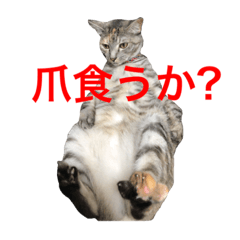 Miss Lily's sticker of the cat 07