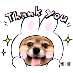 Pomeranian_Mei Mei❤️