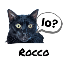My cat....