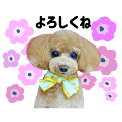 MARUKO__coton sticker