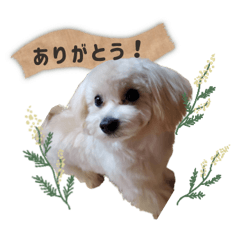 Luna__coton sticker
