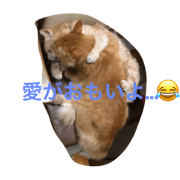 miyan