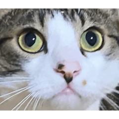 Hikari_20210607164516