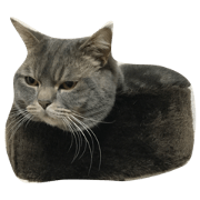 kotaro(cat)