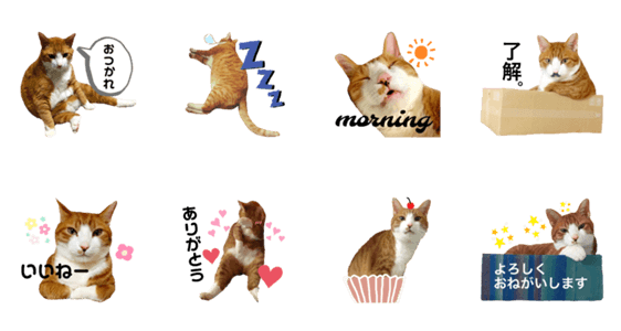 ふくよかなぬこ Lineクリエイターズスタンプ Stamplist