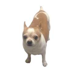 DODO Puppy