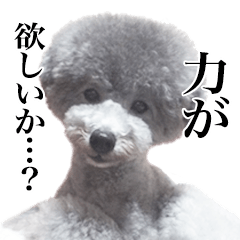 Poodle mop and chihuahua hina