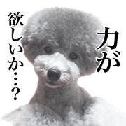 Poodle mop and chihuahua hina