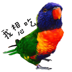 我的寵物鳥