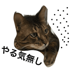 続 やる気ない猫 Line スタンプ Line Store