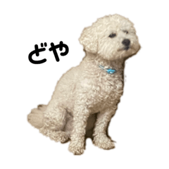 Funny and cute dog moco