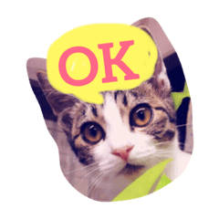 funny cats at five