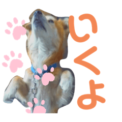 ayumi_20210607120956