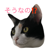 kotokoma2