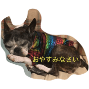 bostonterrier max karen